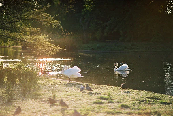 Swans. Regents Park. London. Film. #35mm