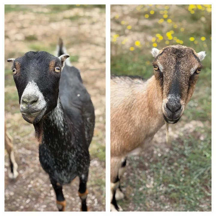  Lexi & Nell   
We just love these sweet girls!  We rescued them after a meat broker got them from a dairy and planned to sell them for meat.  Lexi simply cannot get enough attention.  Nell is also very friendly and sweet.  Both girls are easy to han
