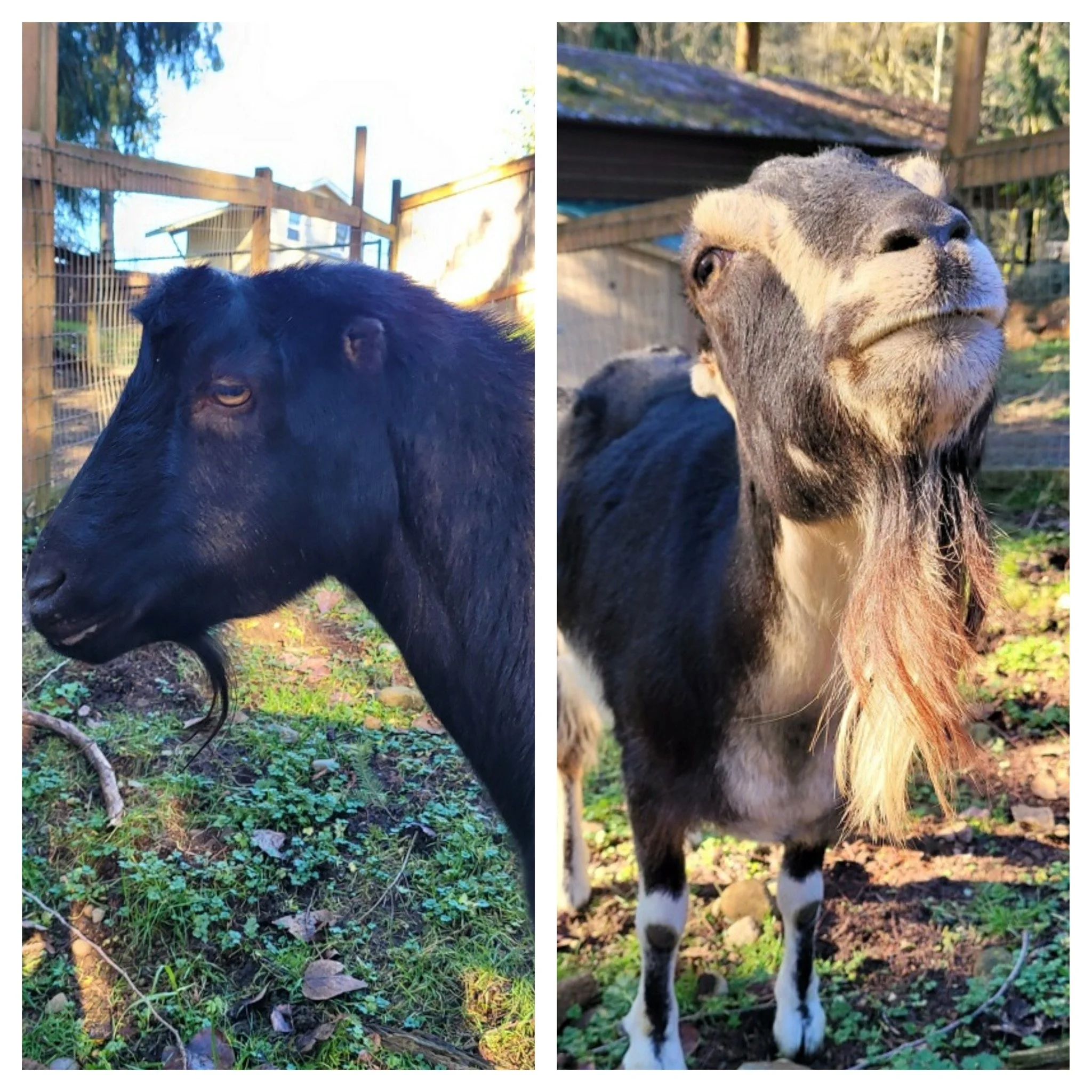  Brock 

 
Brock & Havoc are 2 handsome Lamancha boys who were both bottle raised at the rescue when they were young.  They returned to the rescue when their families had life changes and they have bonded in their foster home.  They are both friendly