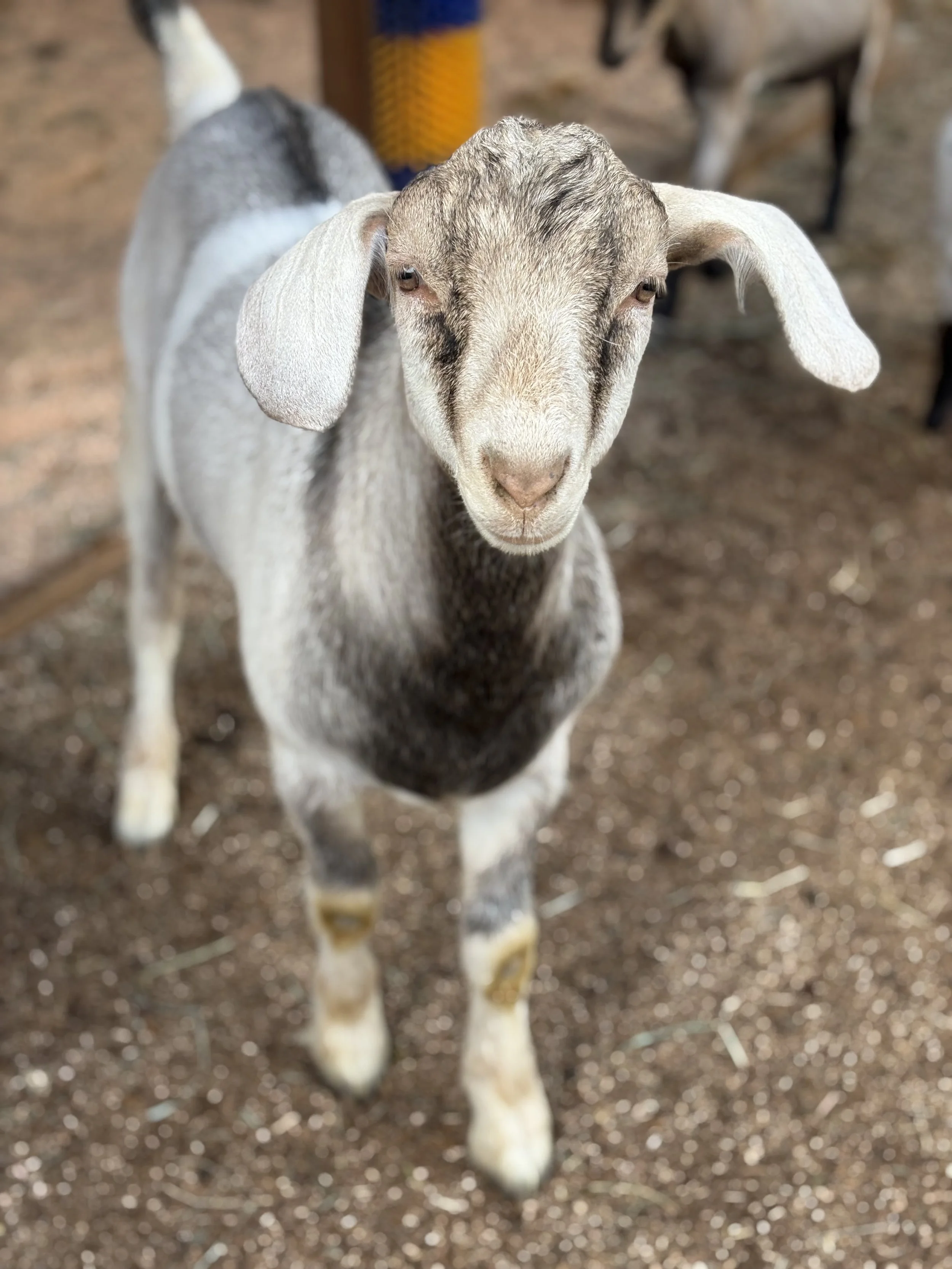  Tank   
This kiddo lives up to his name!  Tank was born in early April this year but is a big boy.  He is an adorable Alpine/Boer cross.  He is very sensitive and sweet and lives for food.  He does well with both kids and adults and would be a perfe