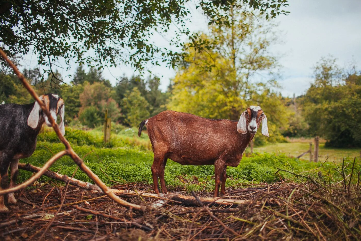 Puget Sound Goat Rescue
