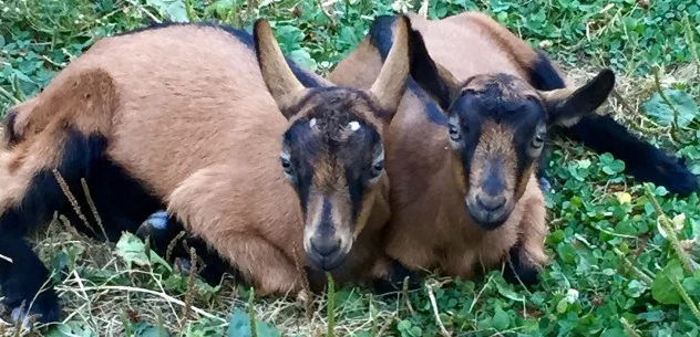 Wilder (right) and his best buddy Blitz