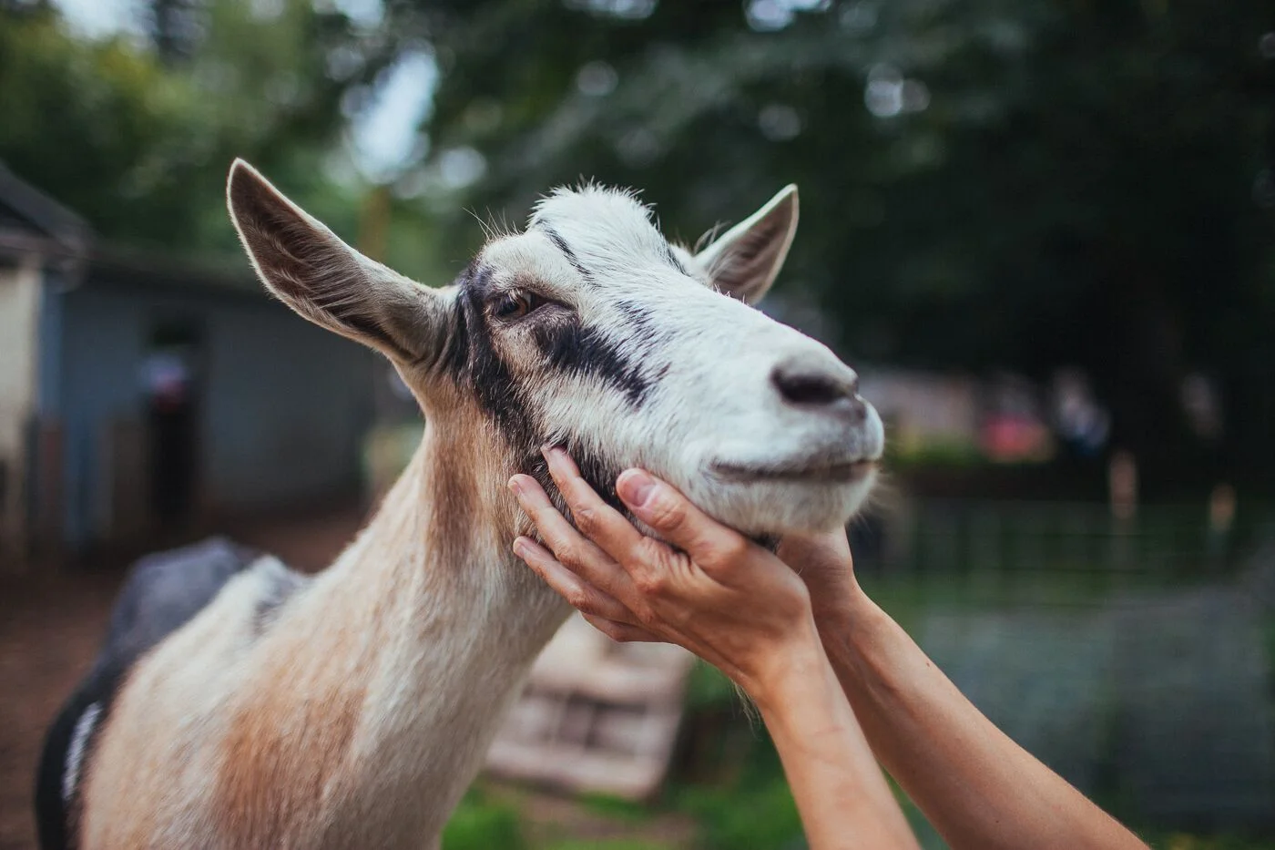 vets that see goats near me