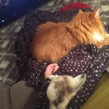 Life with lap cats and lap goats