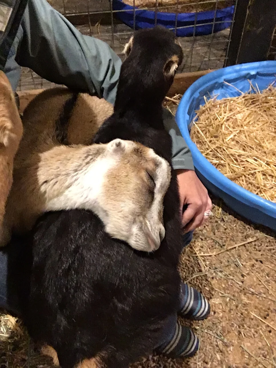 The best snugglers are often our Lamanchas. It's not uncommon to see us or our volunteers with a lap full of Lamanchas. 