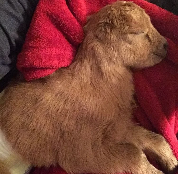 Finn