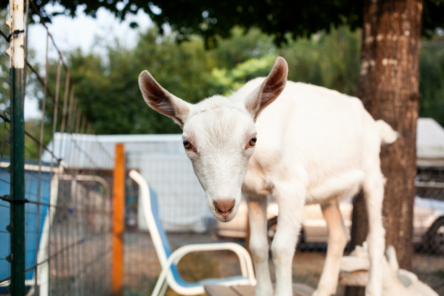 Puget Sound Goat Rescue