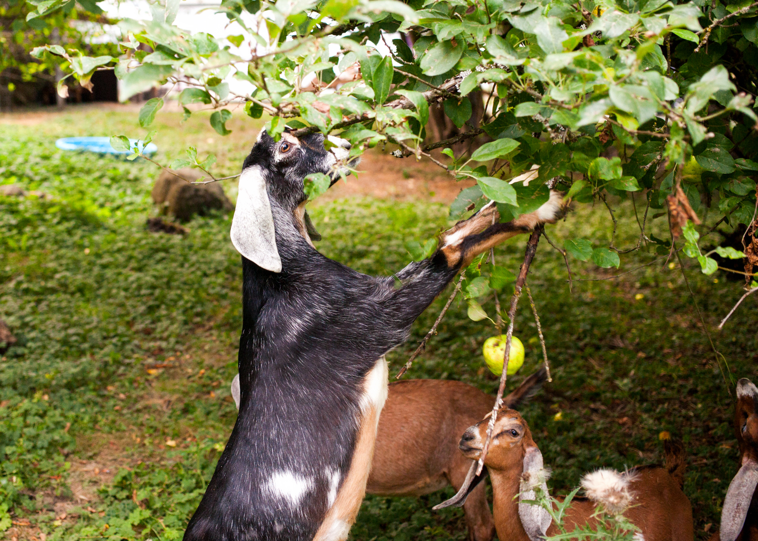  Contrary to popular belief, goats are actually very picky eaters.  Learn More  