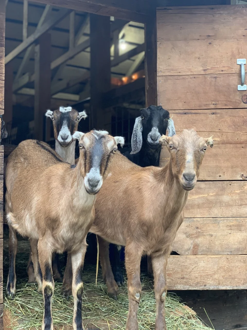 Nora & her triplets