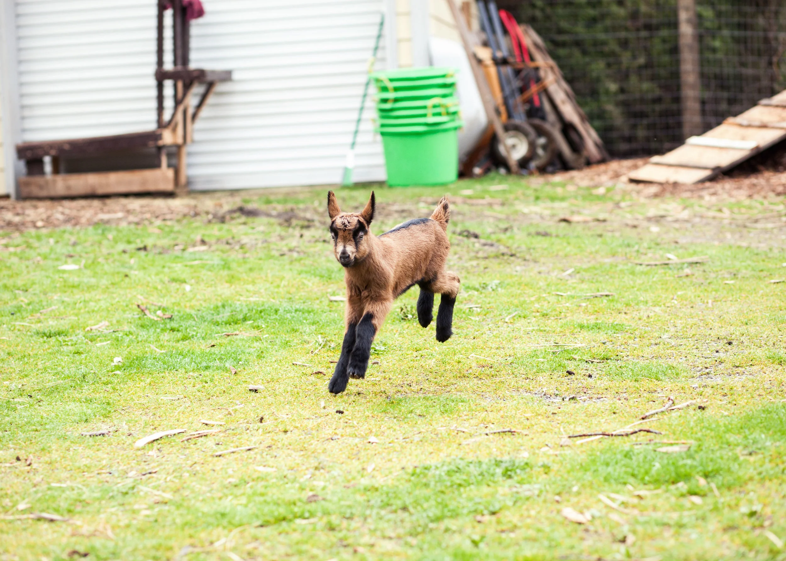 wilderness large breed puppy