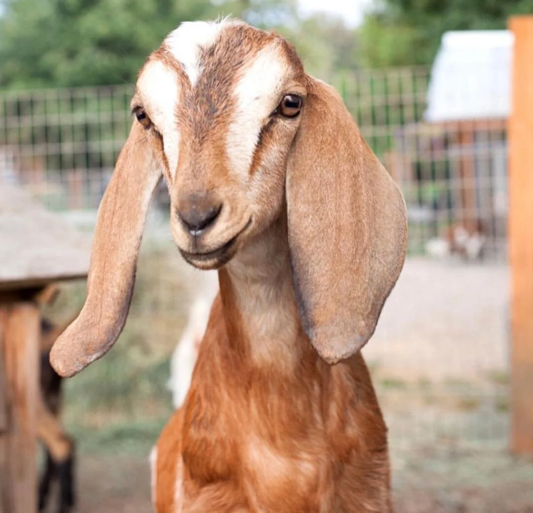 Black And White Goat Breeds Black And White Goat Breeds