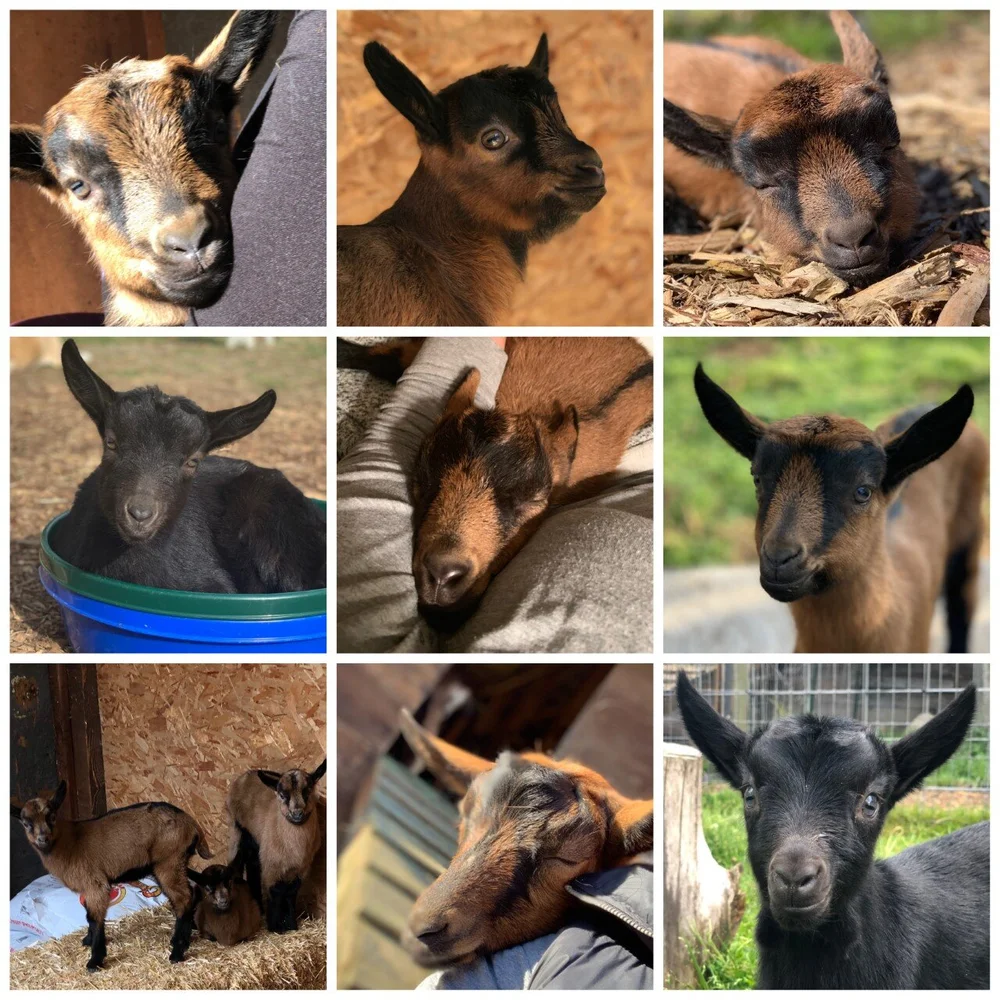 Blog Puget Sound Goat Rescue Blog Puget Sound Goat Rescue