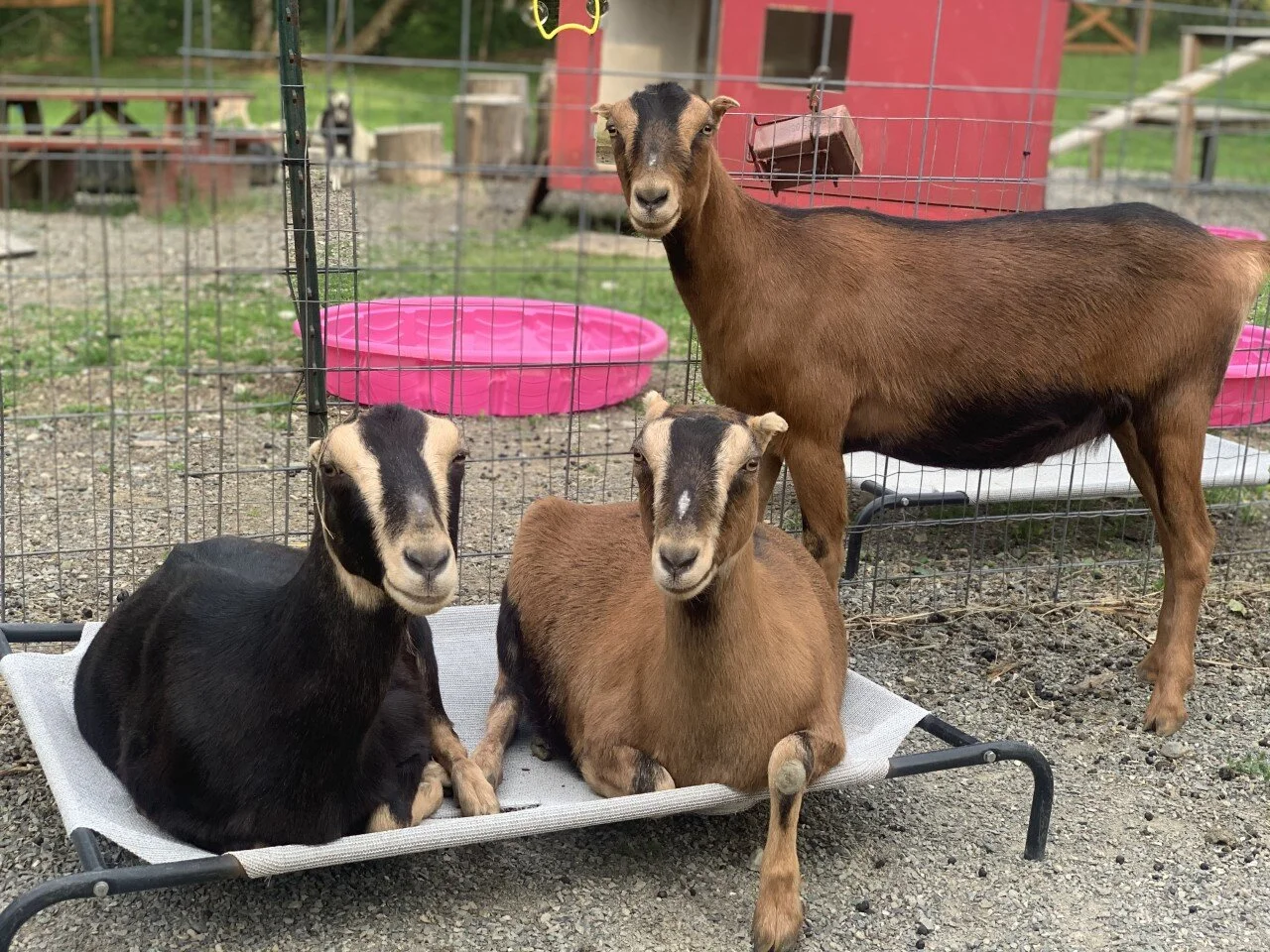 Puget Sound Goat Rescue