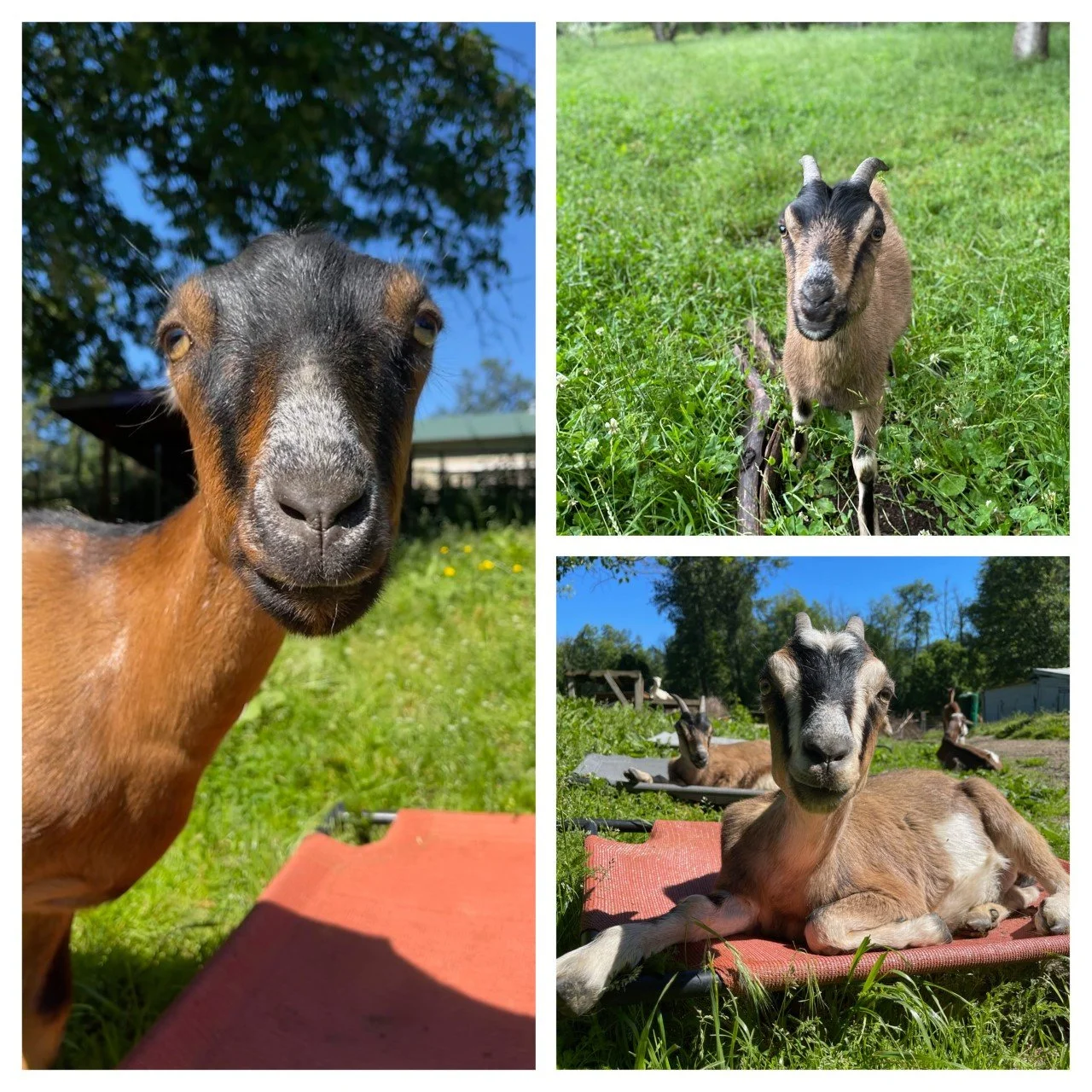 Leah & her daughters LuLu & Lolly 