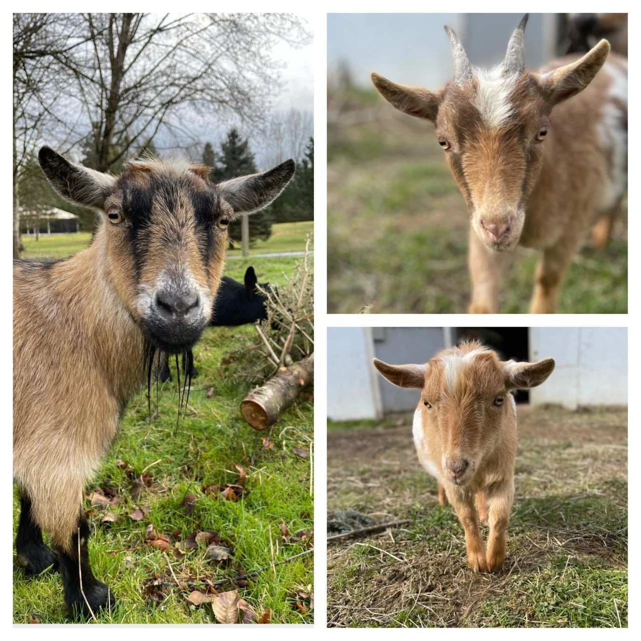Gertie & her kids Gia & Griffin 