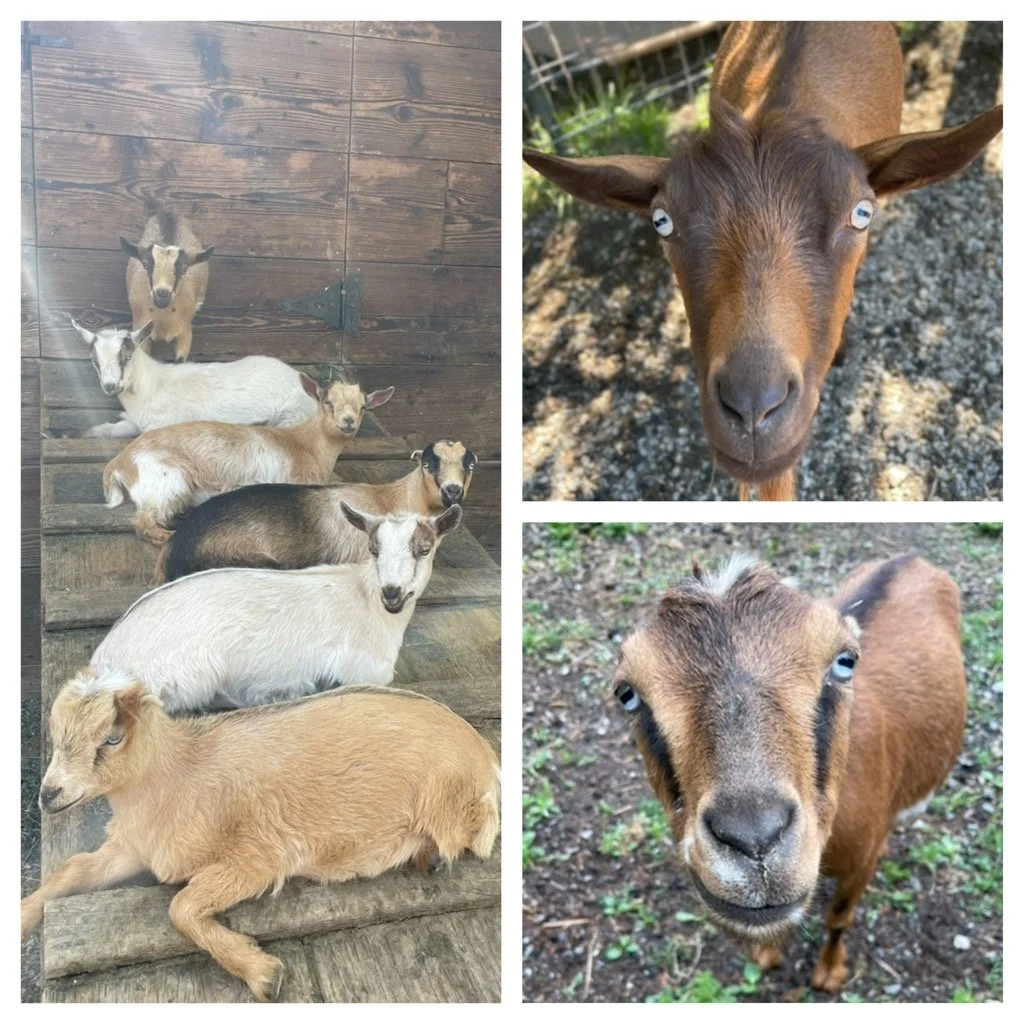 Nigerian Dwarf Family