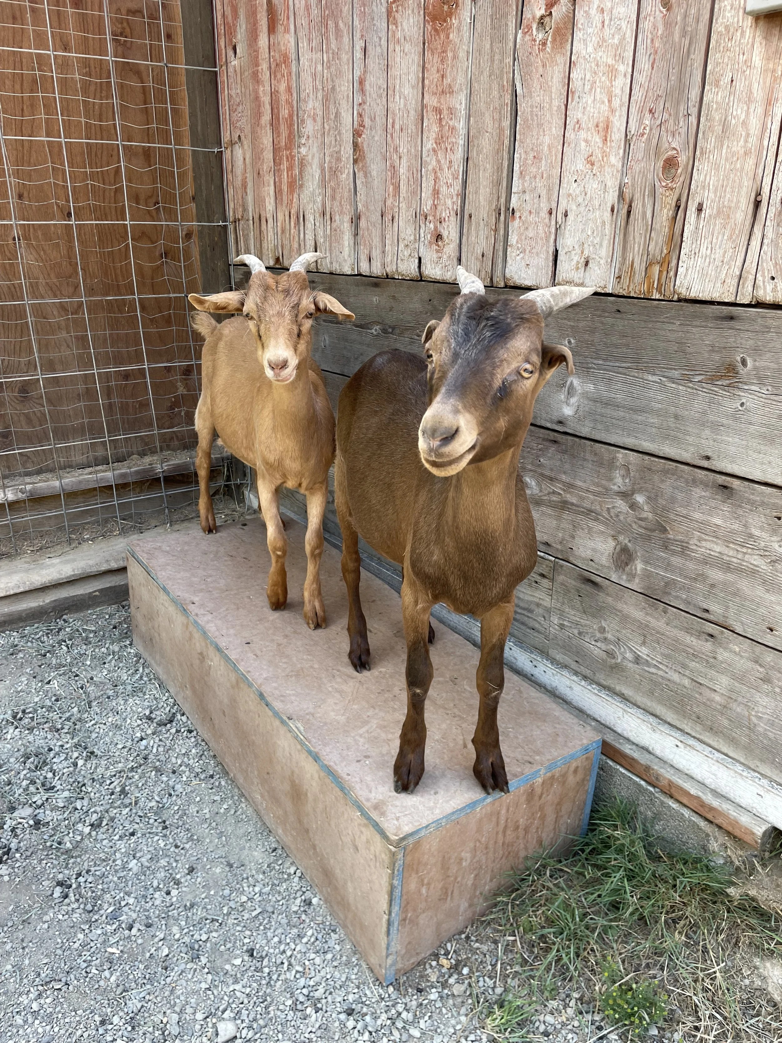 Tinker Belle & Tucker