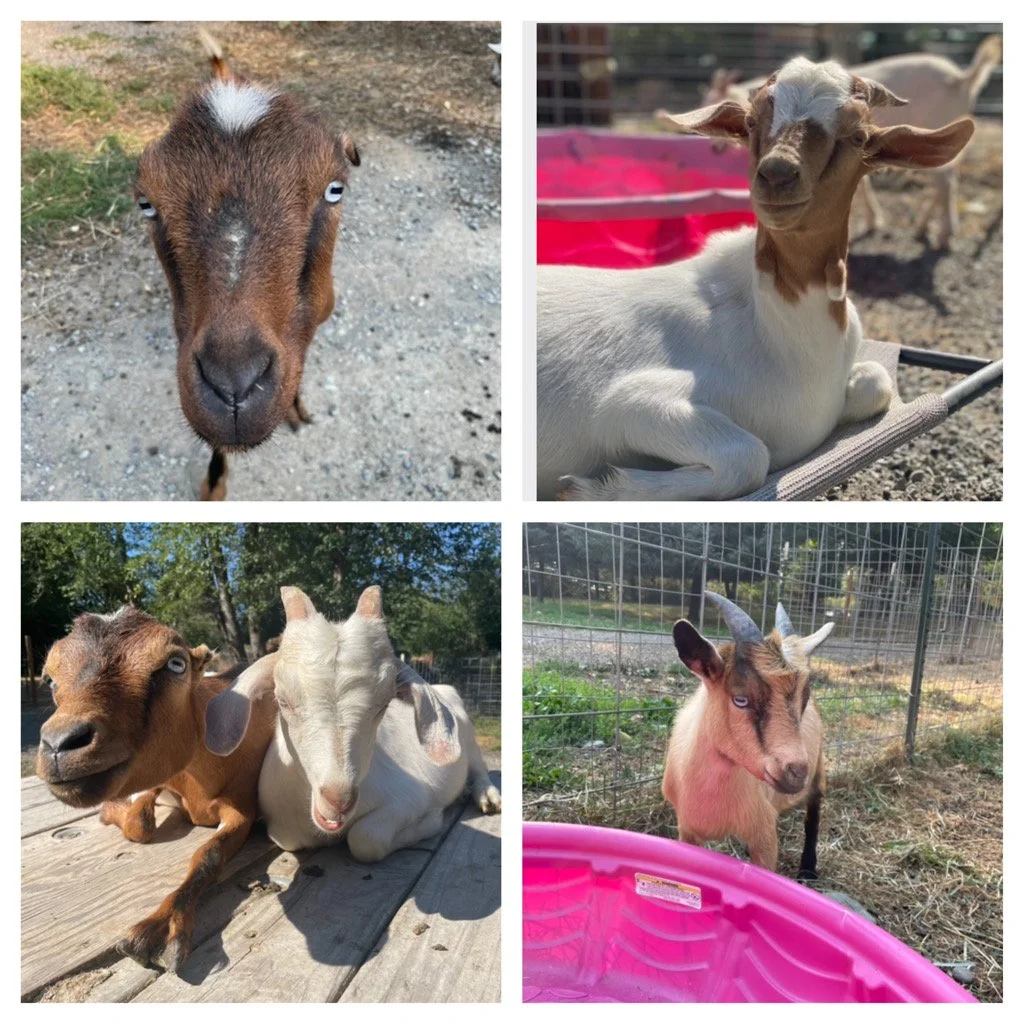 Adorable family of 5!