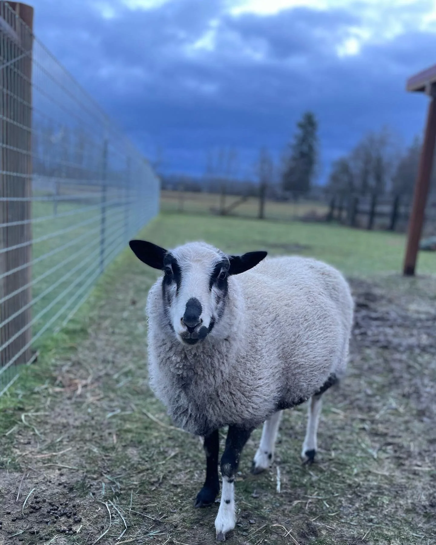 Puget Sound Goat Rescue