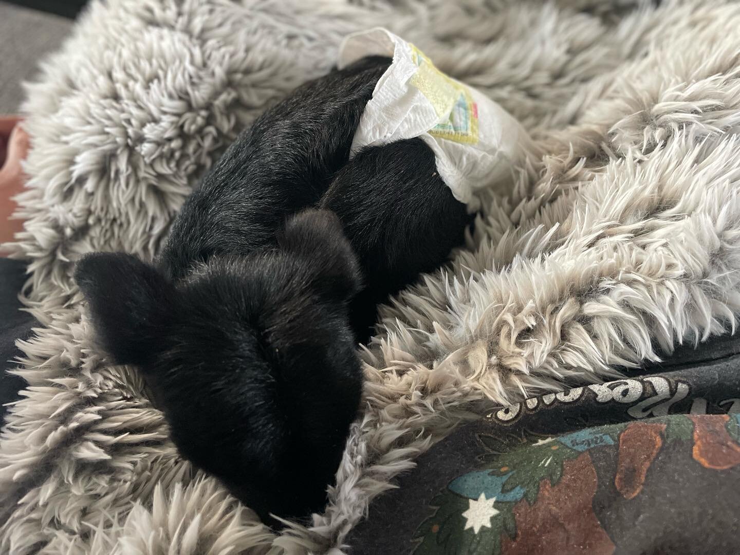 Puget Sound Goat Rescue