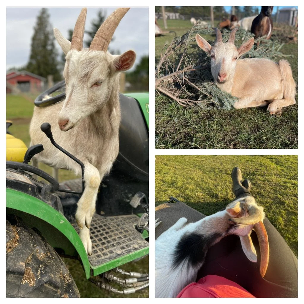 Caspian, Petire & Buoy