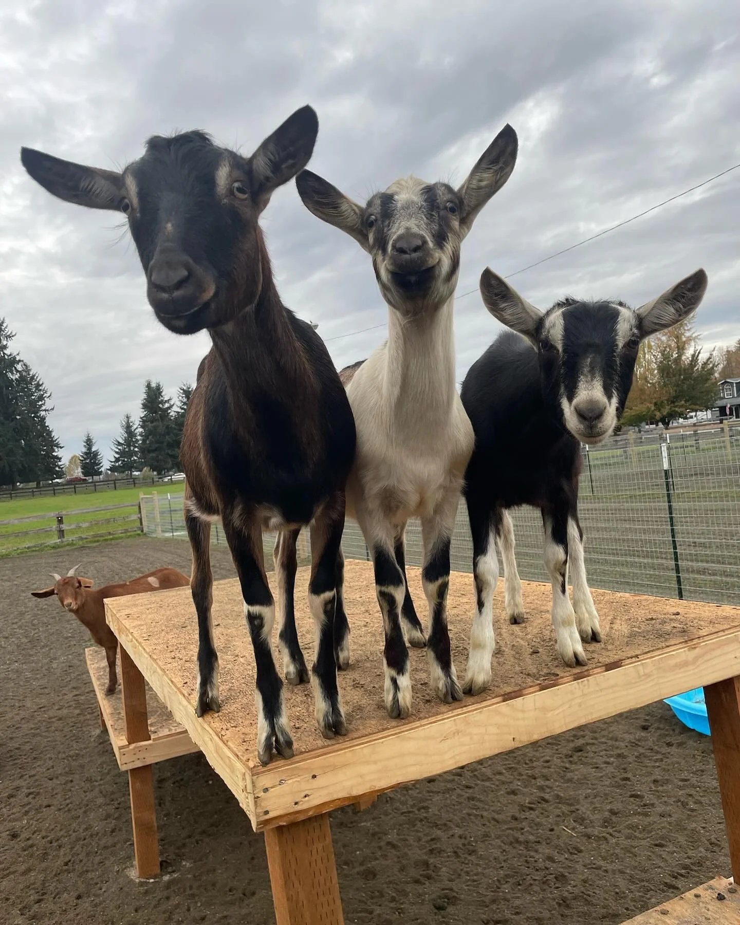 Puget Sound Goat Rescue