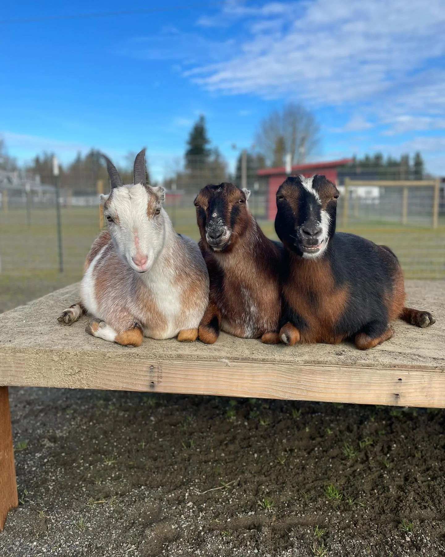 Puget Sound Goat Rescue