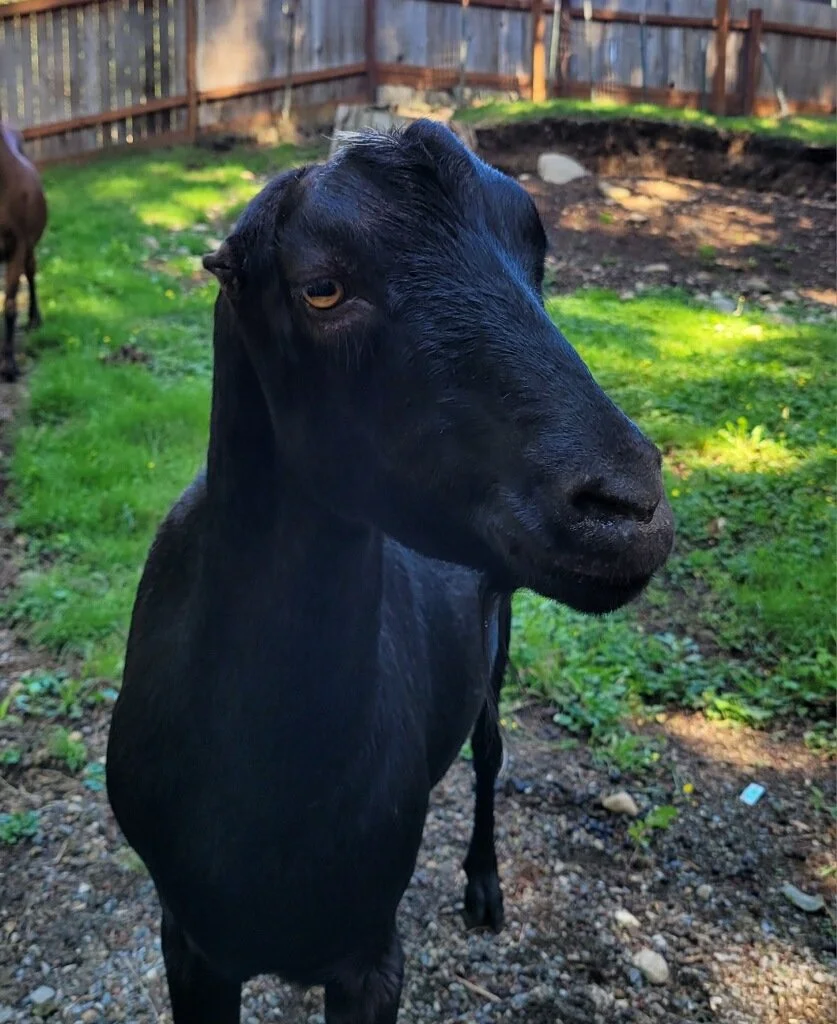  Brock 

 
Brock is a handsome, 5 year old Lamancha who was bottle raised at the rescue.  He recently returned to the rescue and is ready for his true forever home.  Brock is full of busy, curious and fun Lamancha personality.  He has bonded to Havoc