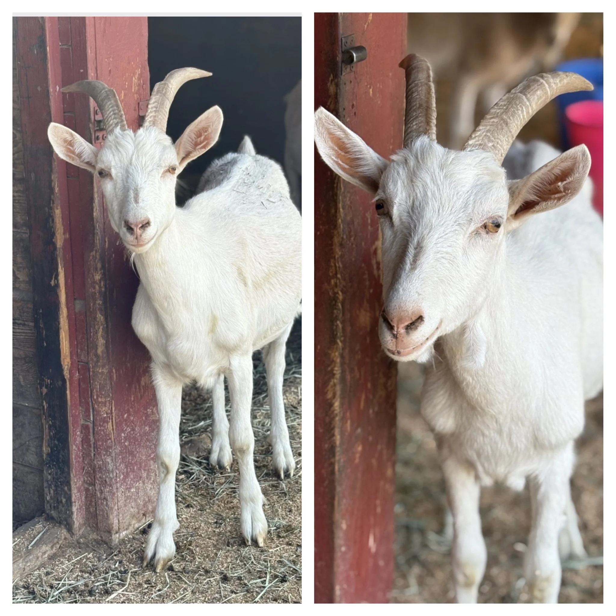  Cosmo & Noah 

 
They don’t come much sweeter than this duo!  Cosmo and Noah are Saanen yearlings who were bottle raised at the rescue after they both went through livestock auctions at just days old.  They became the best of friends and are so incr