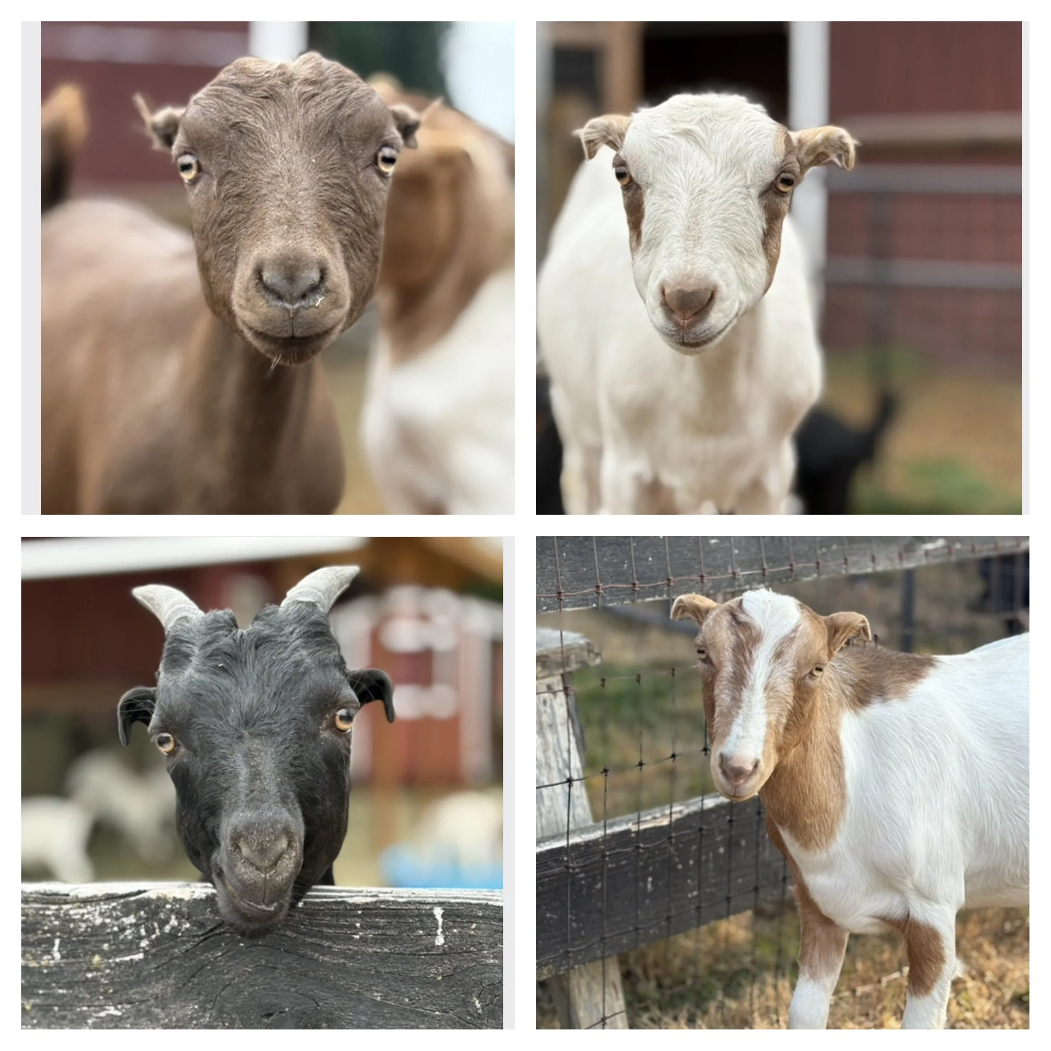  The Fab 4 

 

The Fab 4 are an incredibly sweet and FULL of personality group!  Genevive, Gemma & Gio are triplet Lamancha/Boer crosses (dehorned) who have been bottle raised at the rescue since they were a couple days old.  They have been raised w