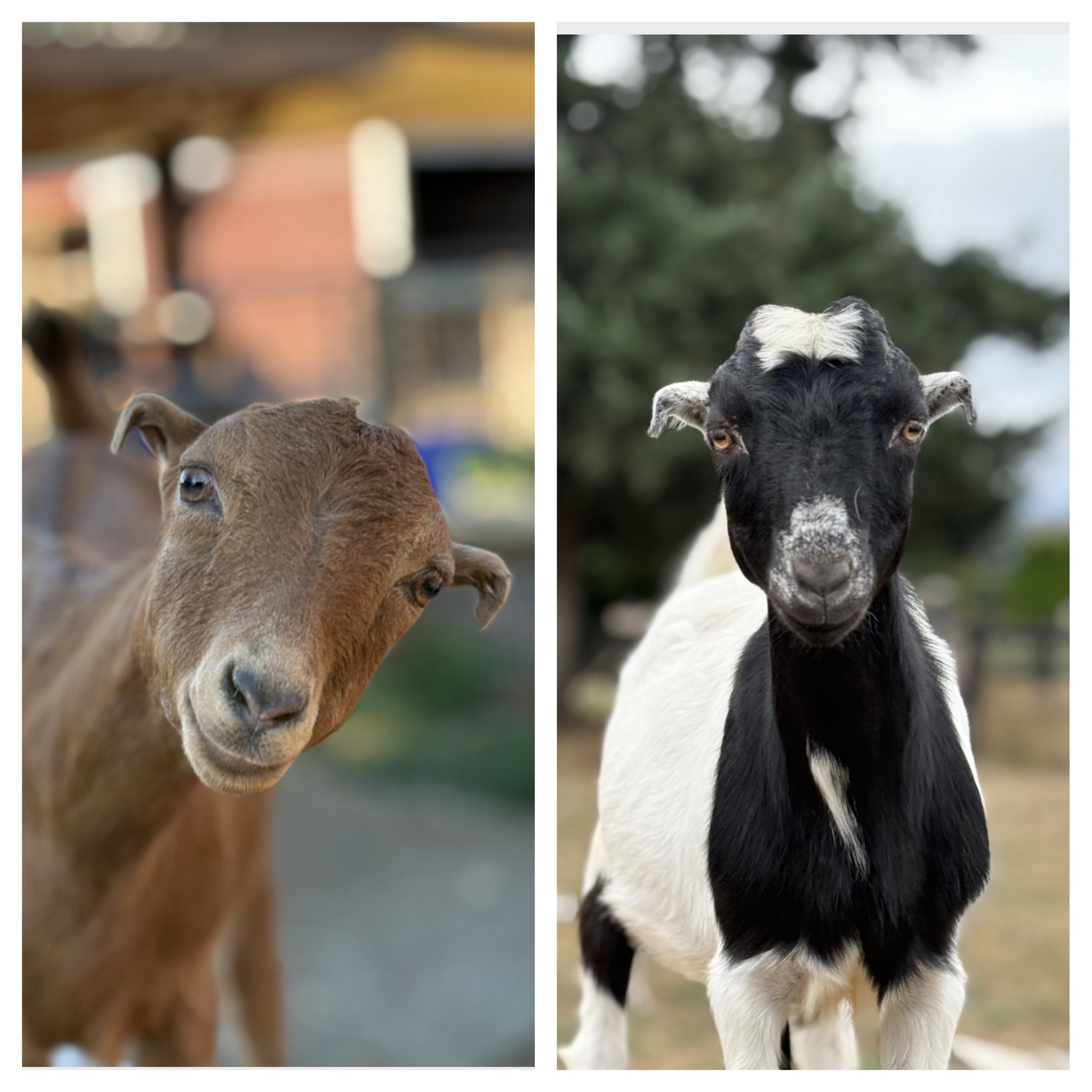  ZuZu & Zabe 

 

ZuZu & Zabe are darling Lamancha/Boer twins who were born in April at a dairy and have been bottle raised at the rescue since they were just a couple days old.  The twins are the sweetest and have lots of fun, playful personality.  