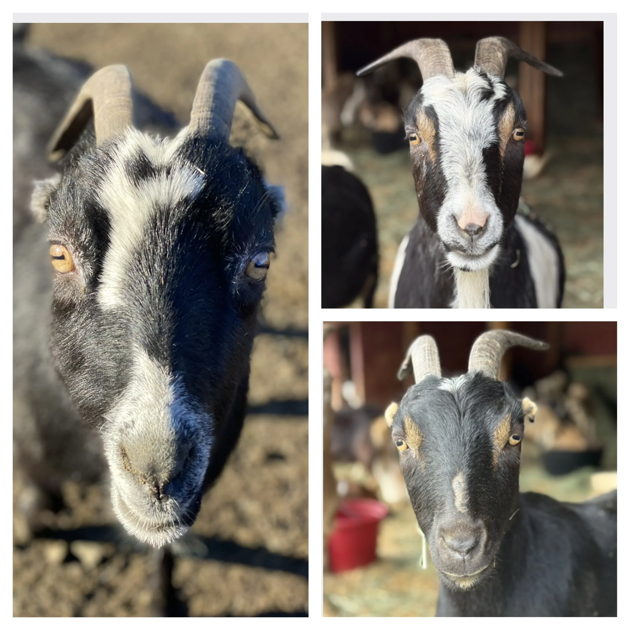 Novi & her daughters 

 

Novi and her daughters Maisie & Maxine are such a darling trio!  Novi came to us from a neglect case.  She was pregnant at the time and gave birth to her cute little girls at the rescue.  She had mastitis at the time they w