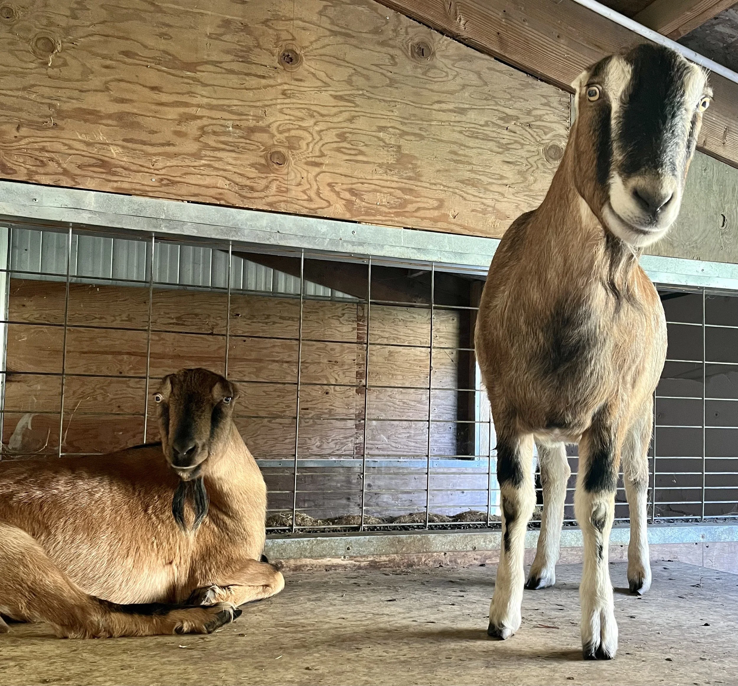  Scarlet and Nolan   
This mother/son pair is such a sweet duo!  Scarlet originally came to the rescue 8 years ago pregnant.  She had her son Nolan in rescue.  They are currently in their adoptive home but their family is moving and selling their far