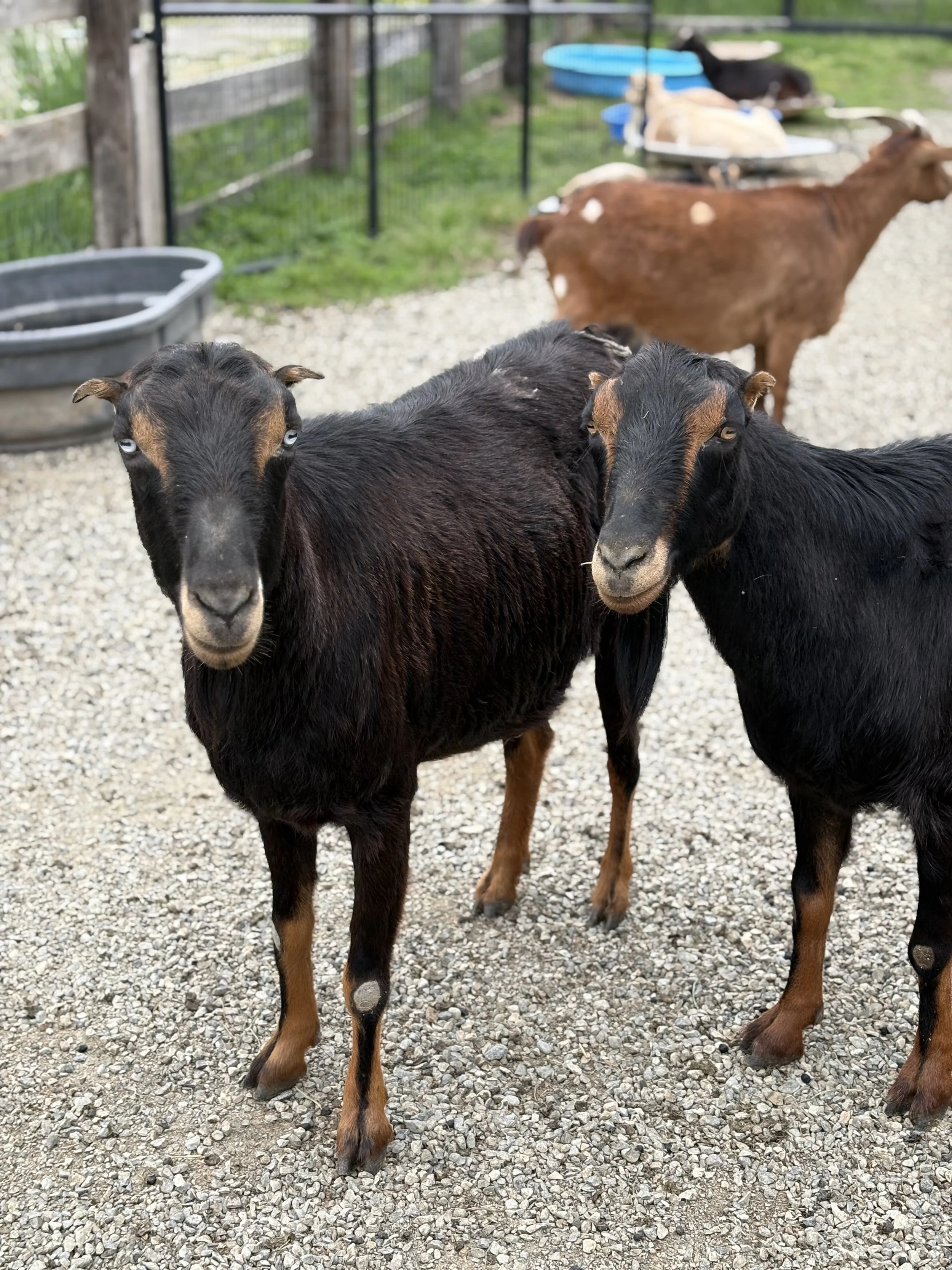  Hoot & Owl   
Hoot & Owl are 5 year old Mini Lamanchas (Nigerian Dwarf/Lamancha cross) twin brothers who were originally bottle raised here at the rescue.  They have recently returned after their family experienced some unexpected life changes.  Th