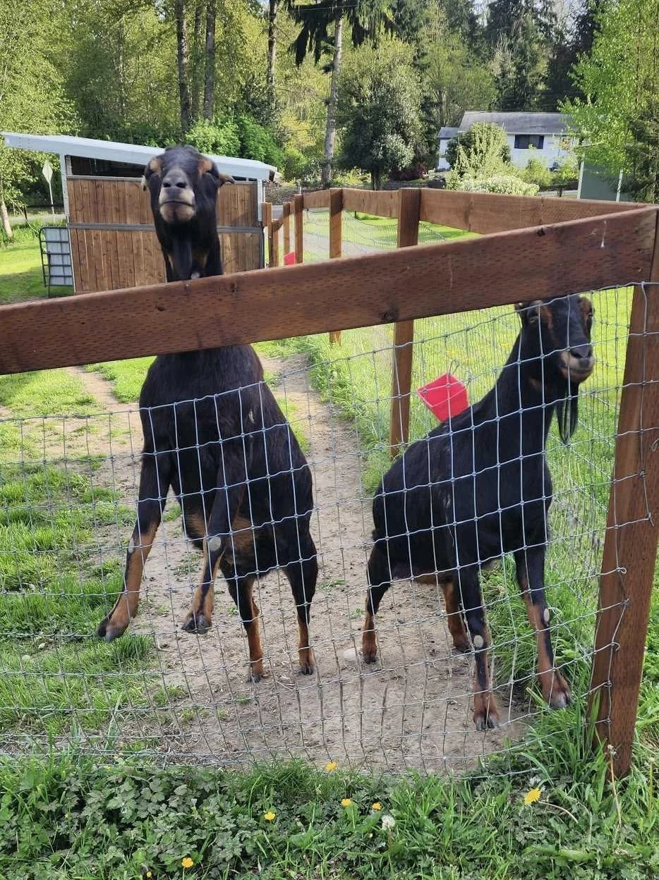  Hoot & Owl  

 

These handsome 5 year old brothers originally came to the rescue as bottle babies.  They were adopted in a wonderful home but now need to return to our care as the family is facing some unexpected life changes.  They are currently s