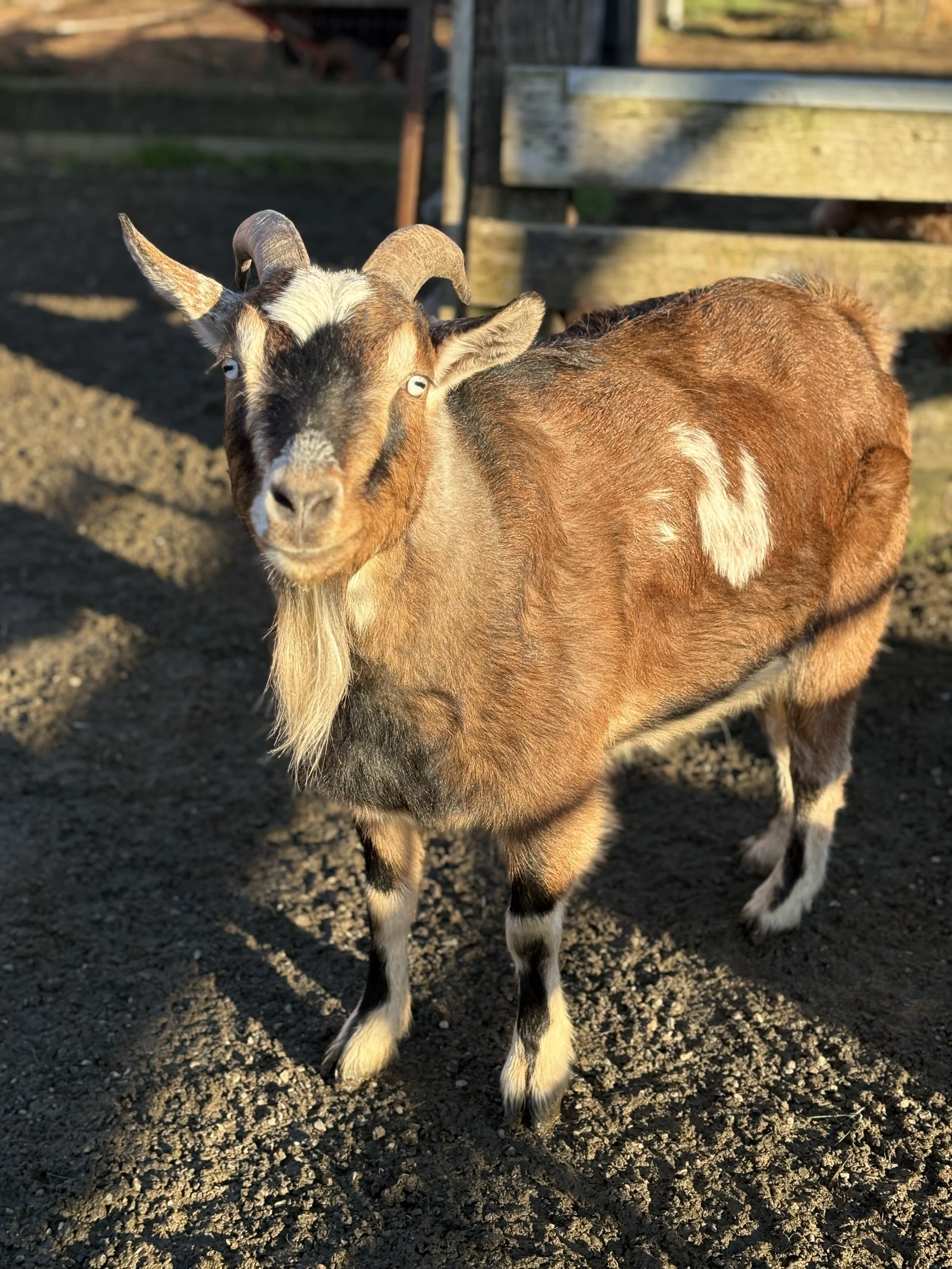 Benson   
This blue eyed boy is as sweet as he is handsome!  Benson will be 4 this year.  We rescued him from a slaughterhouse as a baby.  He was sick and temporarily blind but with a lot of TLC, he made an amazing recovery.  He has been in an adopt