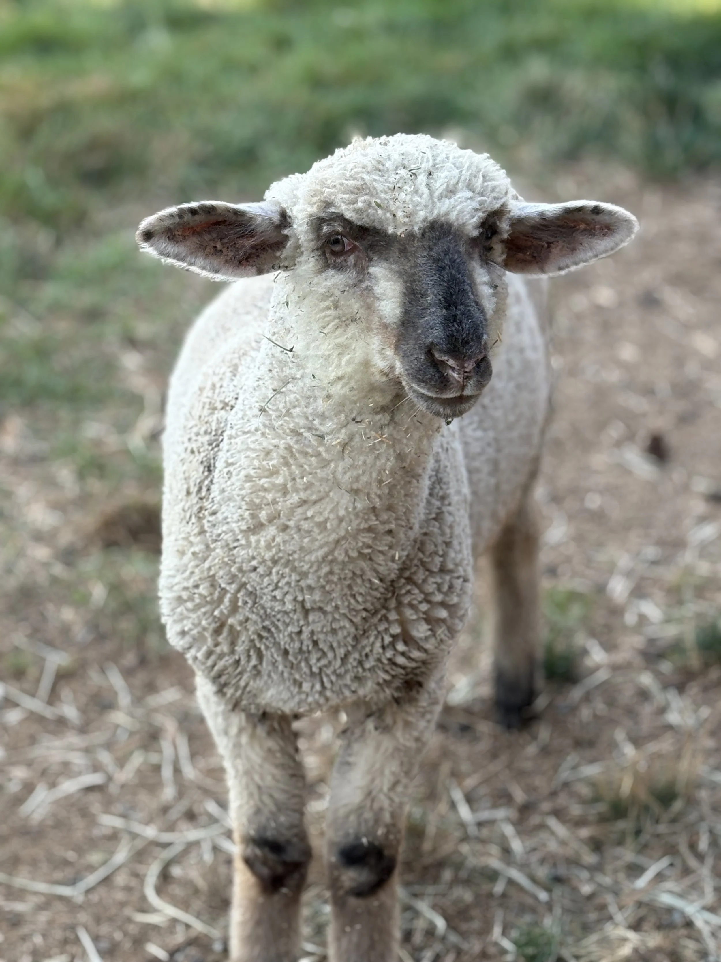  Millie   
Millie is a young lamb who came to us after she was born on a slaughter transport trailer as a preemie.  She was rejected by her mom and brought to us by the transporter.  She is now 7 months old and thriving!  She is a mixed breed, wool s