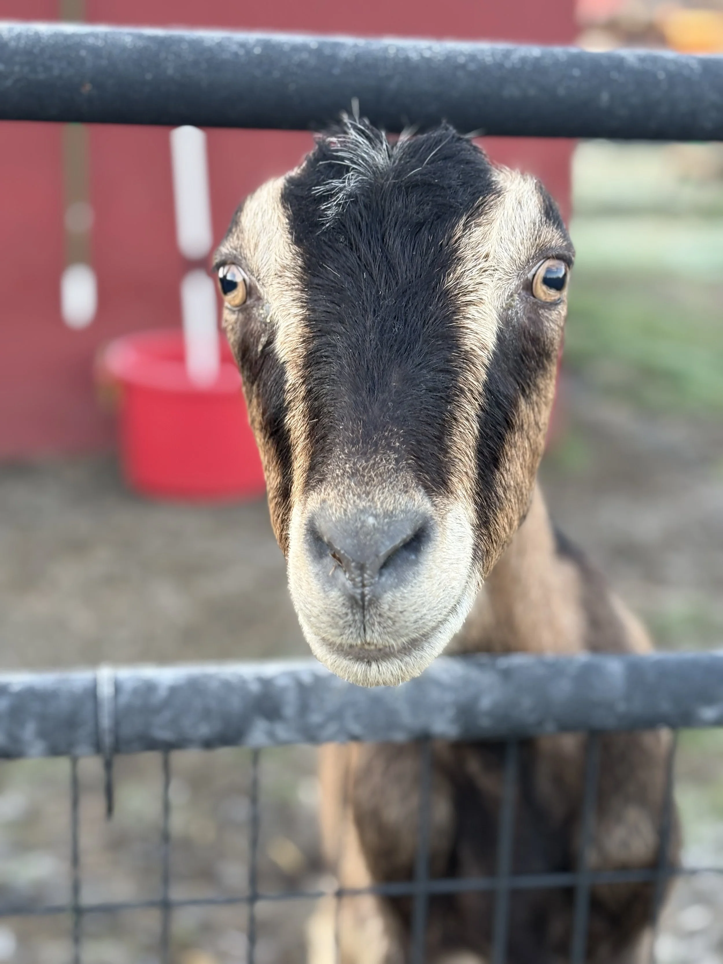  Sabine   
This sweet girl is ready for her next chapter!  We rescued Sabine and 3 of her herd mates from a meat broker who was going to sell them for slaughter but thought some in the group were pregnant.  Her 3 herd mates all gave birth within a we
