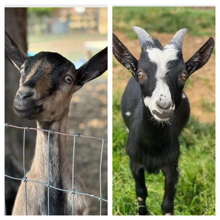  Phoebe & Apollo   
The cutest little Alpine duo.  Phoebe & Apollo have been BFFs at the rescue since they arrived as babies just a few days apart.  Phoebe was surrendered to us as her front legs weren't "perfectly straight" and she couldn't be sold 