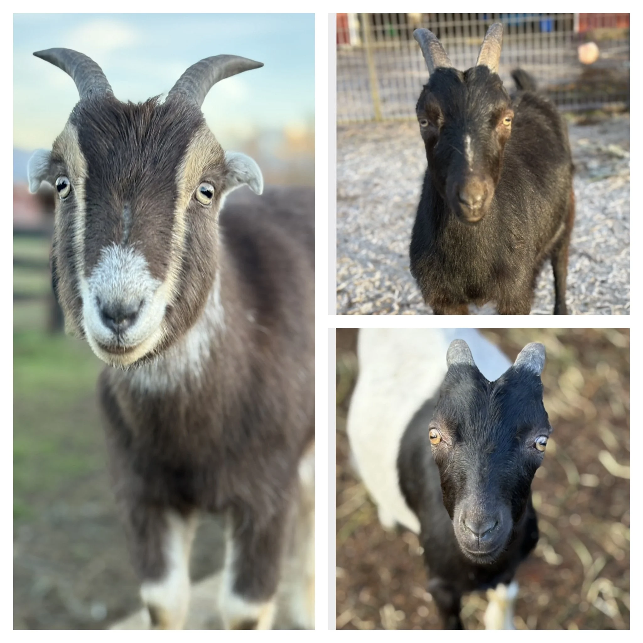  Ace, Aiden & Axel 

 
This handsome trio is so fun and full of personality.  We rescued Ace & Aiden, who are twins from an auction at just weeks old.  We saved Axel from the same auction when he was about 6 months old.  The trio is full of playful a