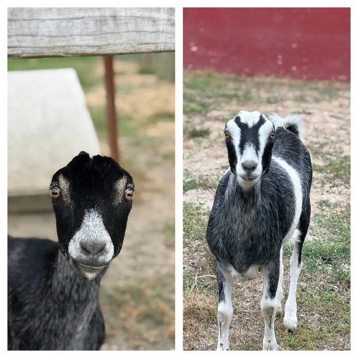 Brynn & Blair   
Brynn & Blair are a bonded pair of beautiful Lamancha cross girls.  They are around 1.5-2 years old.  We rescued them before they were sold for meat along with some other members of their herd.  The girls are quite shy.  Brynn is wa