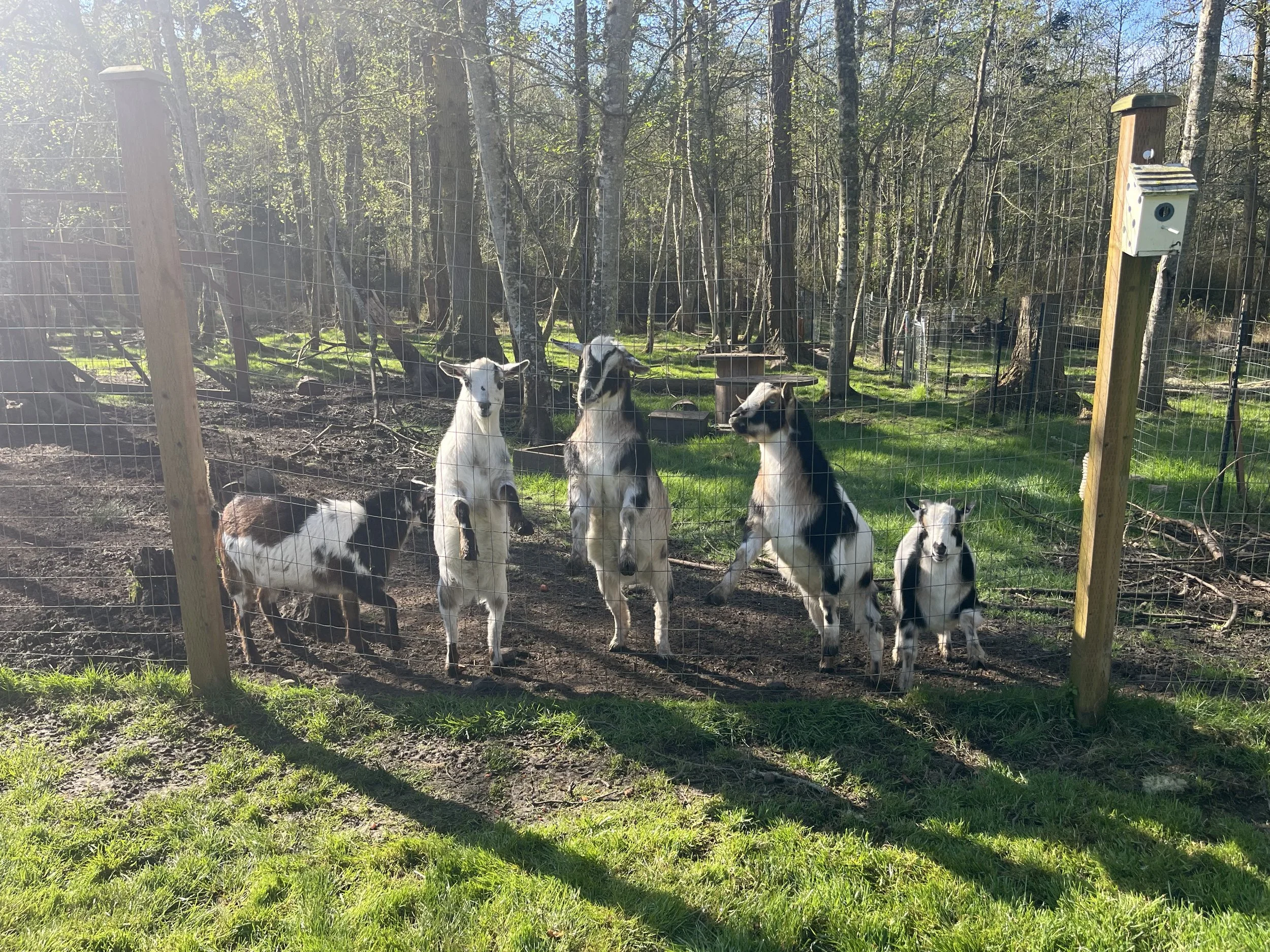  Super Mario 5   
Meet Mario, Luigi, Yoshi, Bowser & Princess Peach.  An adorable and sweet group of 5 young (around 2) Nigerian Dwarfs.  They originally came to the rescue when they were picked up by our local animal control as strays.  They were ad