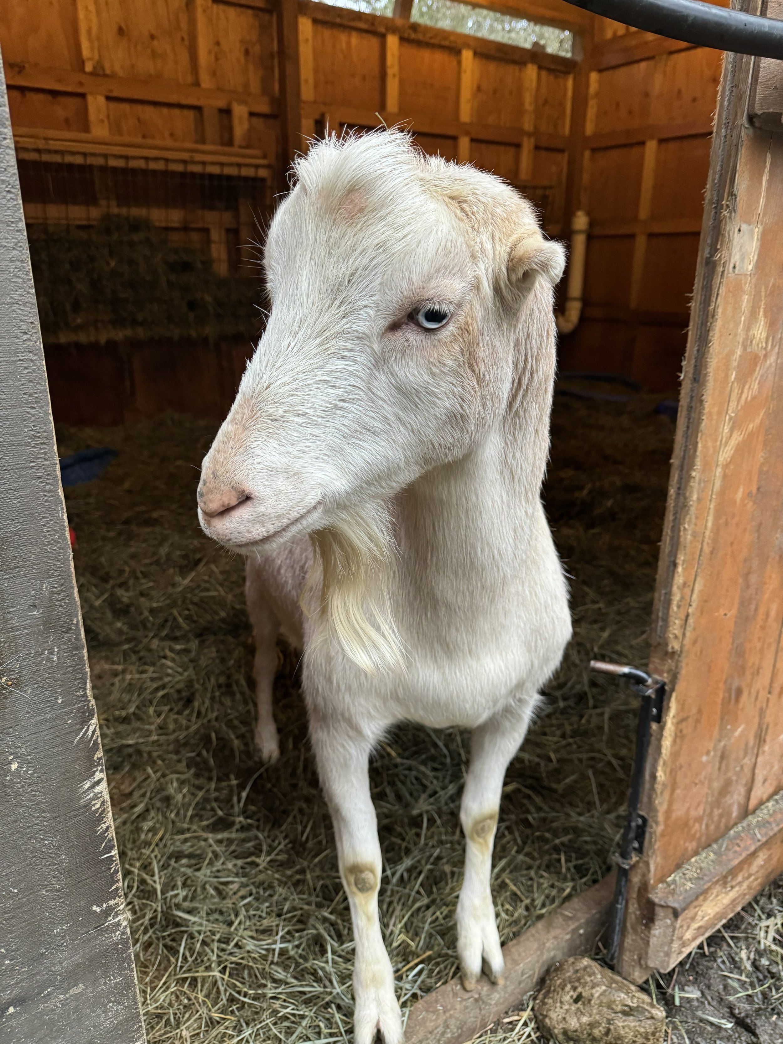  Atlas   
Atlas is such a handsome and sweet, blue eyed boy. He is a Lamancha/Nigerian Dwarf cross who is more of a mid size Lamancha size vs. Nigerian Dwarf size.  He is friendly with both people and animals and gets along with everyone.  Atlas is i