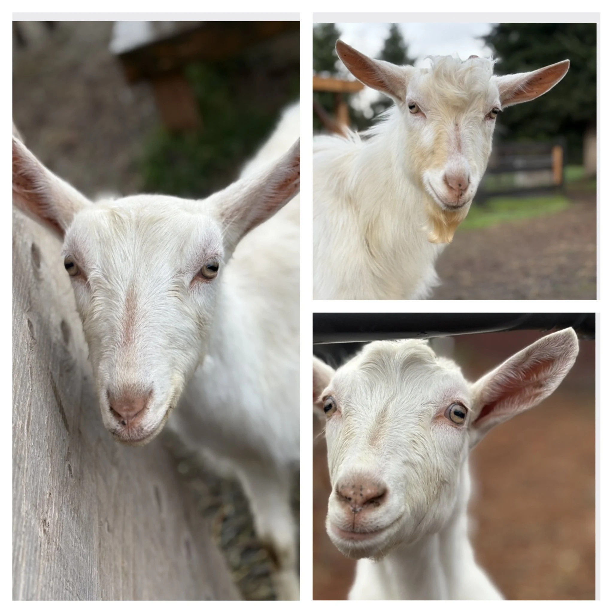  Abigail, Asher & Archer   
Triple A is a sweet, busy & fun triplet sibling group.  Abigail was diagnosed with mega esophagus at a few months old.  She leaks cud sometimes at night while chewing her cud.  She is small and delicate for her age but oth