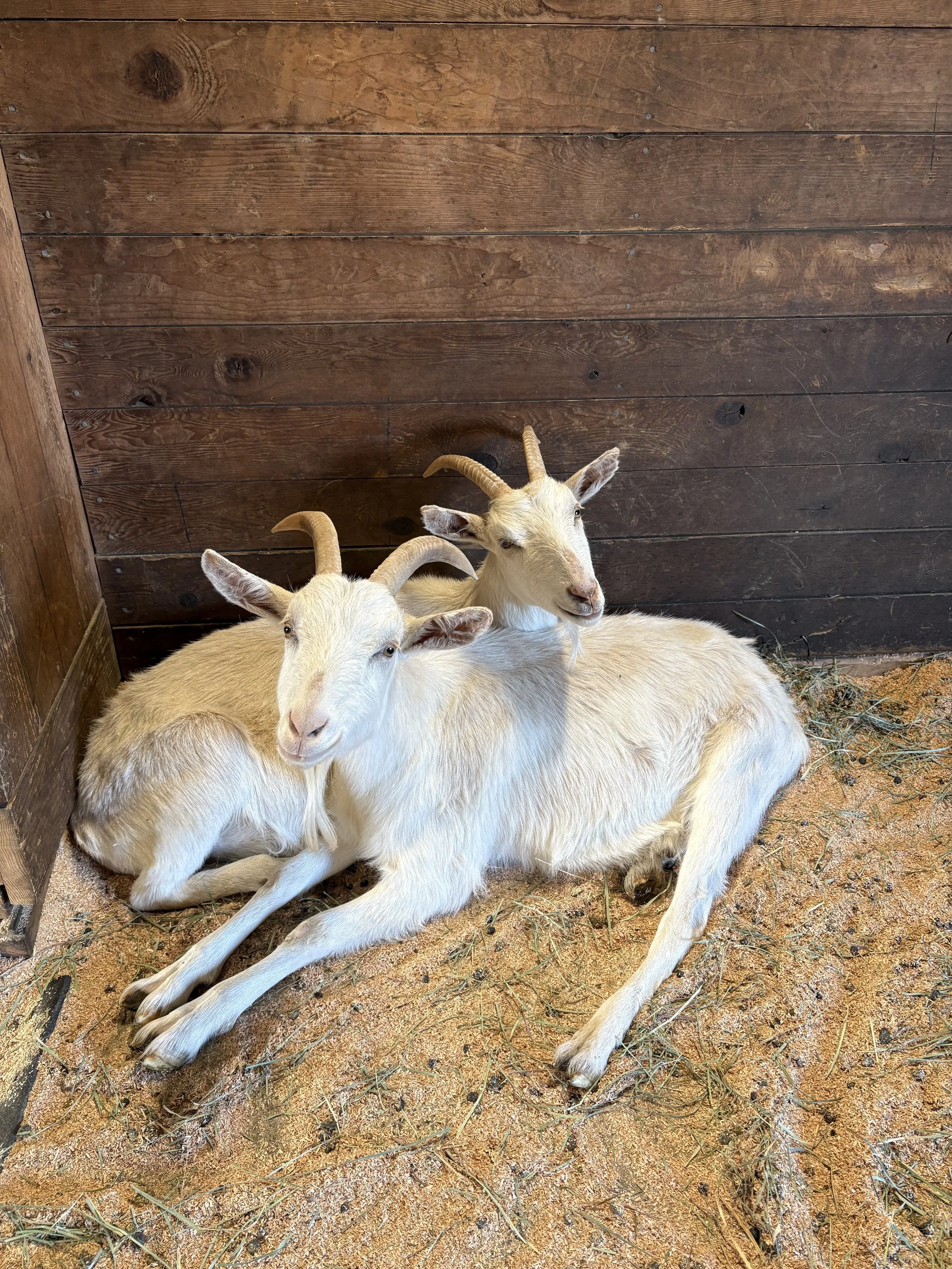  Nessa & Milo   
Nessa & Milo are 2 year old twins who are just the sweetest pair.  They came to us as newborns, born outside in winter and rejected by their mom, they were barely holding on when they arrived.  Weeks of around the clock care and they