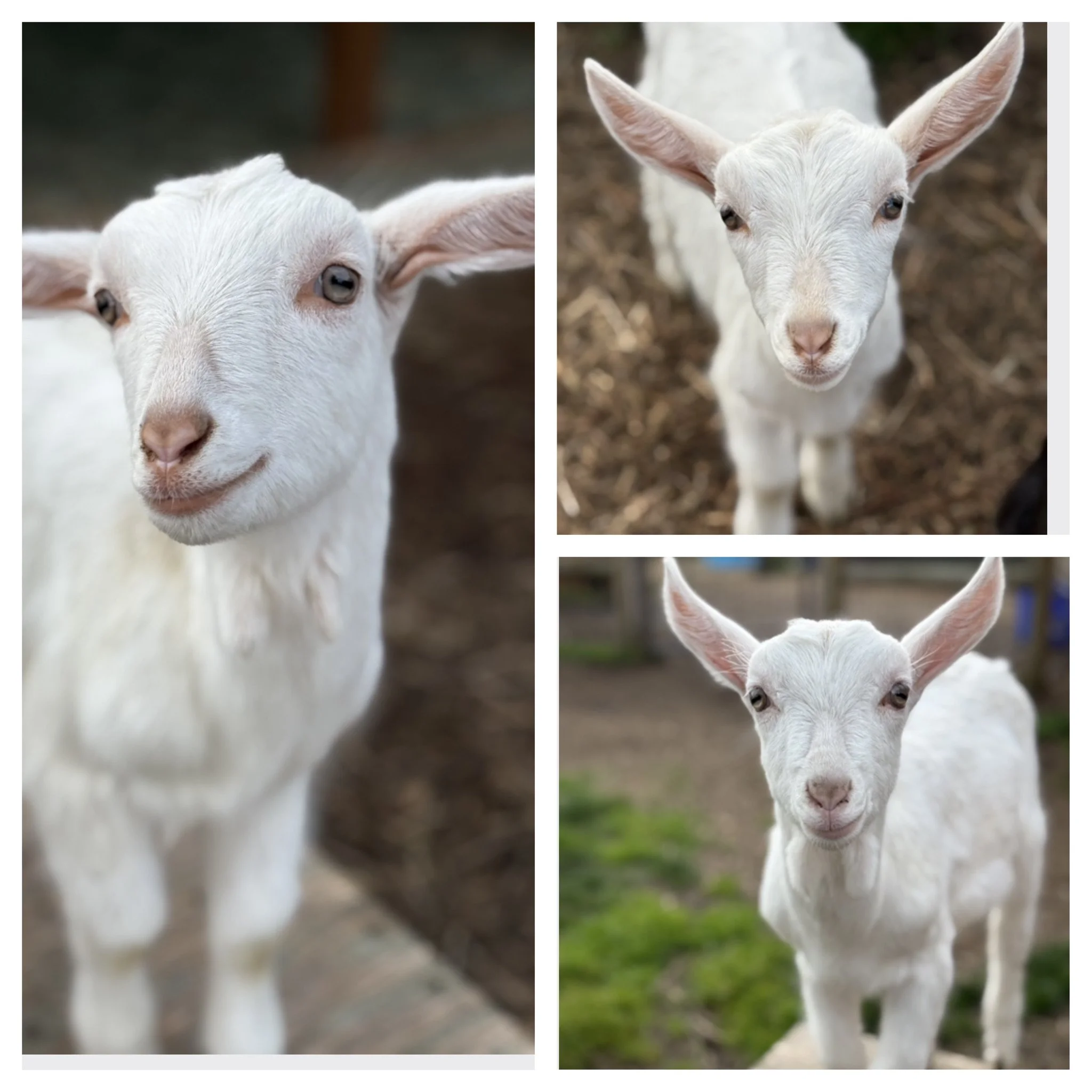  Niles, Nori & Nibbles   
These sweet triplet Saanen boys will be ready for their new home in mid June.  Currently the boys are being bottle raised and full of playful baby energy and love their snuggles.  They will be big boys, Saanens are known as 