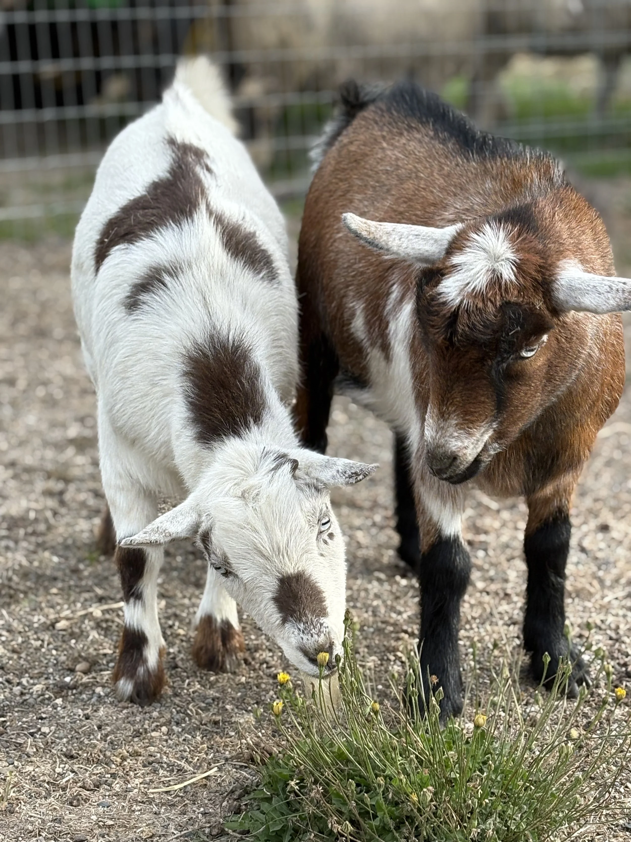  Flint & Frodo   
Flint & Frodo are 2 young adult (we think likely 3 or 4) Nigerian Dwarf wethers (neutered males) They boys are super social, playful and not to mention gorgeous with their striking blue eyes.  They were family pets until their famil