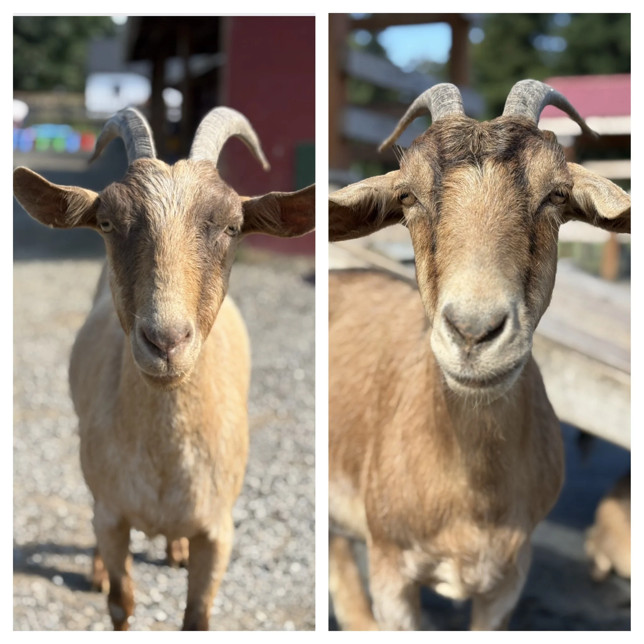   Amelia & Kenzie   
These darling girls are ready to meet their new family! Amelia is 4 and Kenzie is 6 and they are both medium size Boer cross girls.  They were both bottle raised and very sweet with people.  Amelia is the sassy one who holds her 