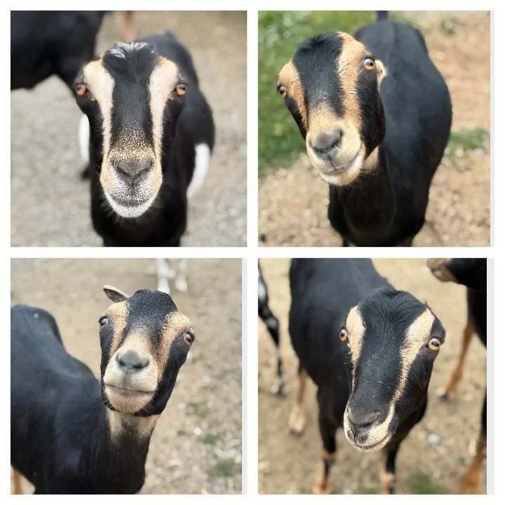  Ingrid & her triplets  

 

Ingrid is a sweet Lamancha mom who we rescued from a meat broker after she gave birth to the twins just days before she was set to sell at auction.  She has 2 girls, Isabel and Zoey and her boy Ziggy, who is neutered that