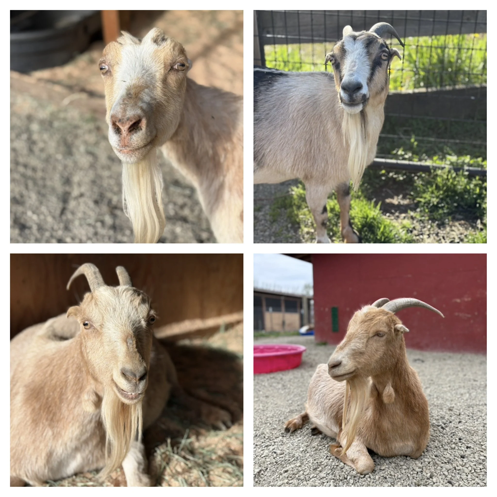  Lola & her daughters  

 
Lola & her daughters Lark, Lemon & Lizzie are such a beautiful group of girls. We rescued Lola from auction when she was pregnant. She gave birth to the girls as the rescue in January of 2023. They were adopted but returned